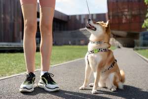 Step-by-Step Guide to Fitting a Small Dog Harness for Maximum Comfort Step-by-Step Guide to Fitting a Small Dog Harness for Maximum Comfort