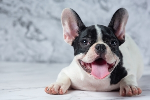How To Keep A French Dog Entertained And Fit How To Keep A French Dog Entertained And Fit